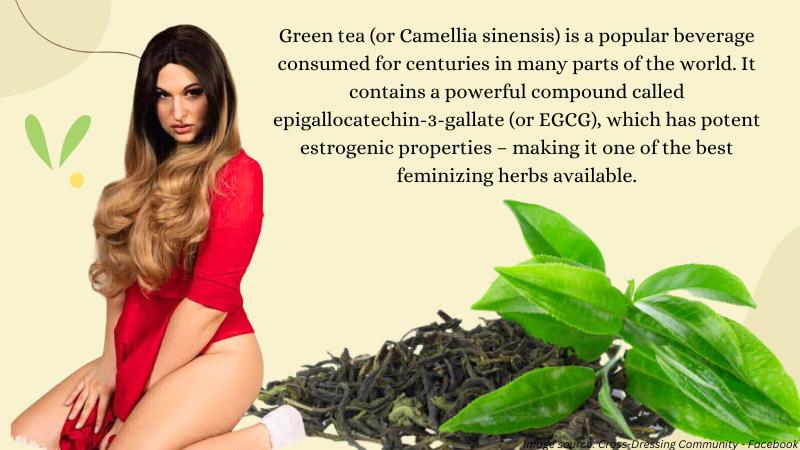 Feminizing Herbs That Increase Estrogen