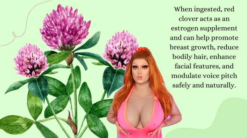 Feminizing Herbs That Increase Estrogen