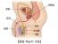 여기가 바로 전립선입니다